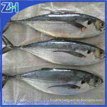 hard tail fish horse mackerel on sale